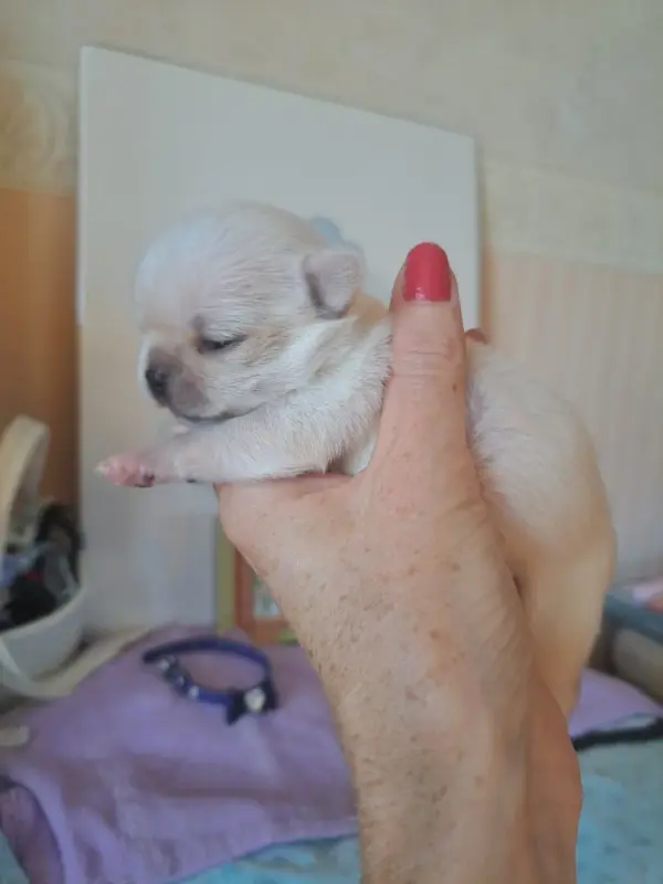 Bubble, Chihuahua, élevage Les Saphirs de Larjekda