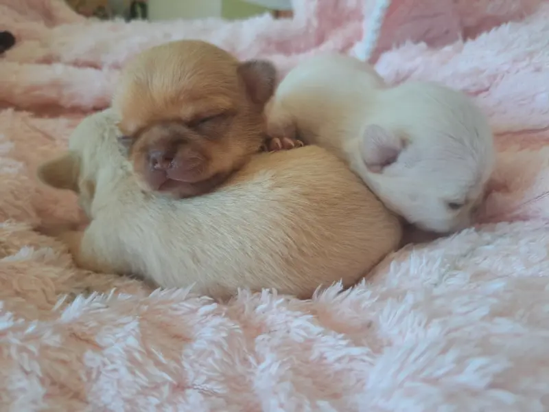 Portée de Chihuahua, élevage Les Saphirs de Larjekda