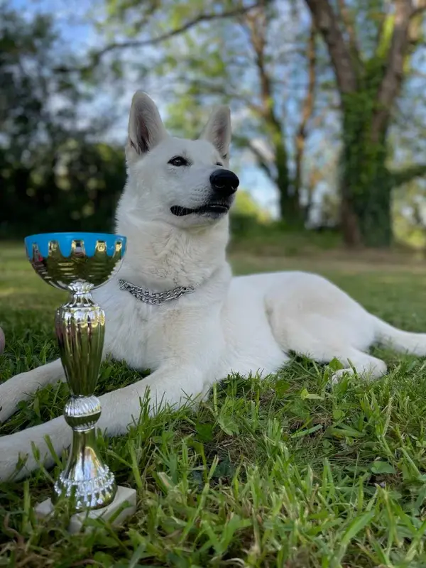 Portée de Berger blanc suisse, élevage Des Loups du Gardoire