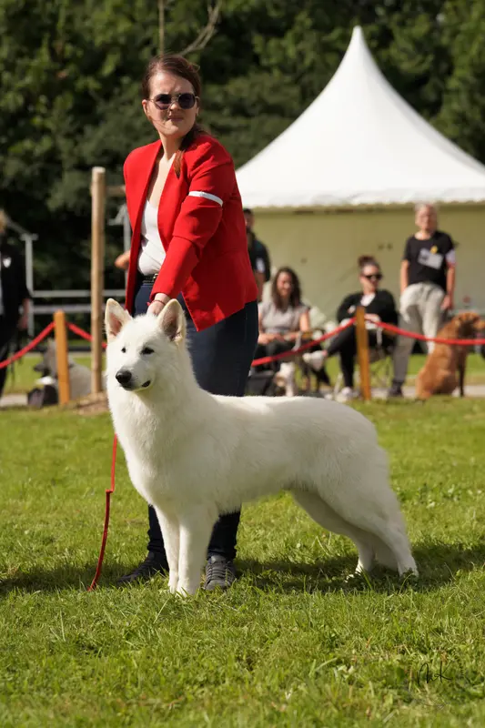 Portée de Berger blanc suisse, élevage Des Loups du Gardoire