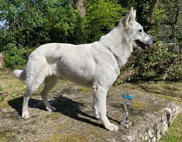 Portée de Berger blanc suisse, élevage Des Loups du Gardoire