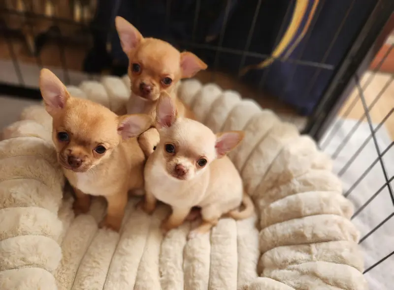 Portée de Chihuahua, élevage Jardin de la Petite Etoile