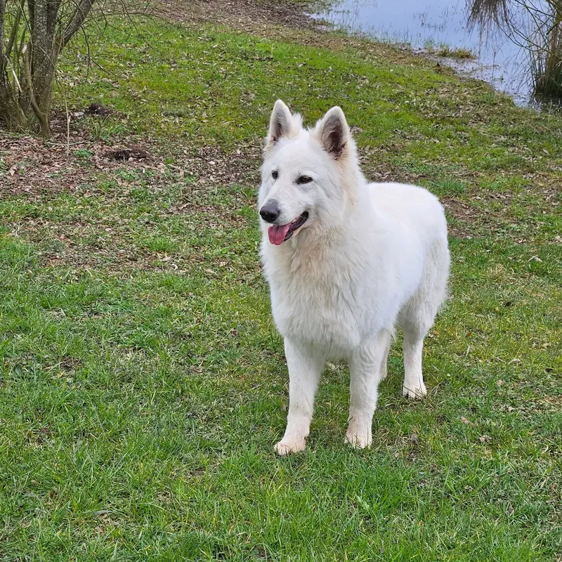 Mère de la portée de Berger blanc suisse, élevage Des Ruby de Jade