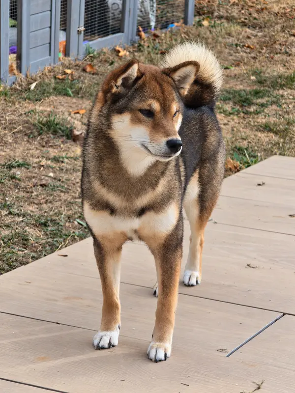 Mère de la portée de Shiba inu, élevage Amaterasu's Guardians