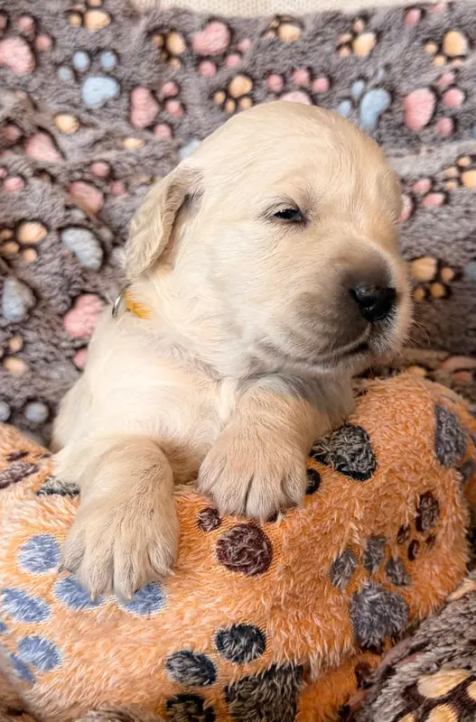 Mme Jaune, Golden retriever, élevage Des Terres de Toscane