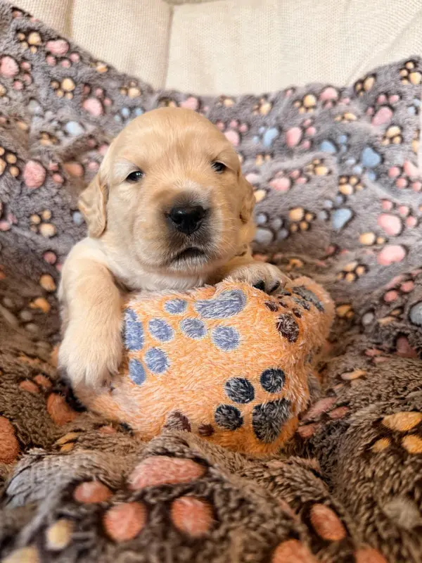 M. Orange, Golden retriever, élevage Des Terres de Toscane