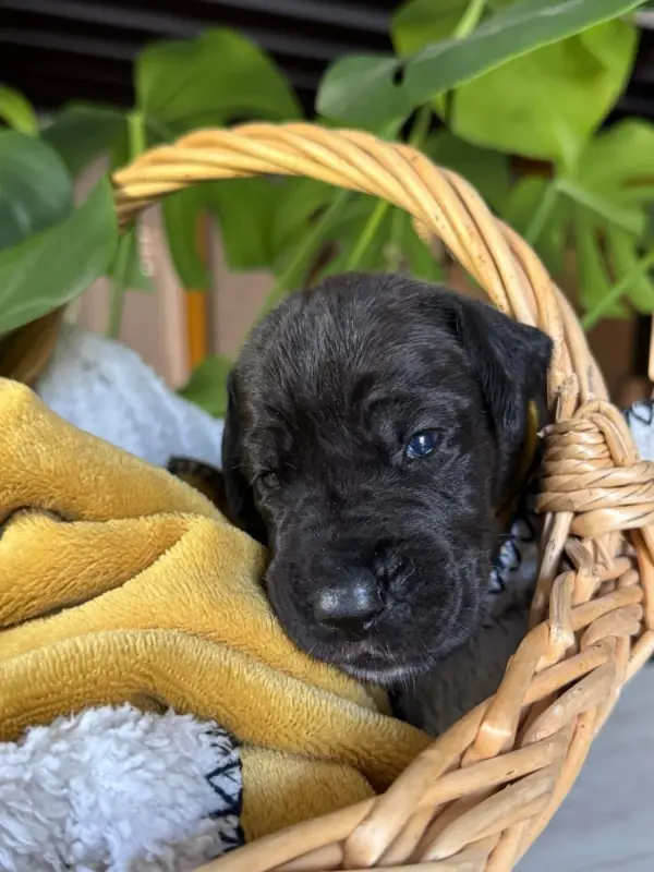 Boehme, Dogue allemand, élevage Des Legendes de la Lignee d'Or