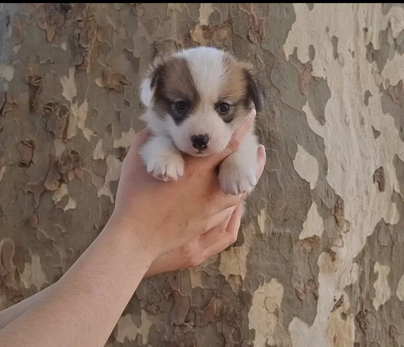 Chiot, Welsh corgi Pembroke, élevage Like an Evidence