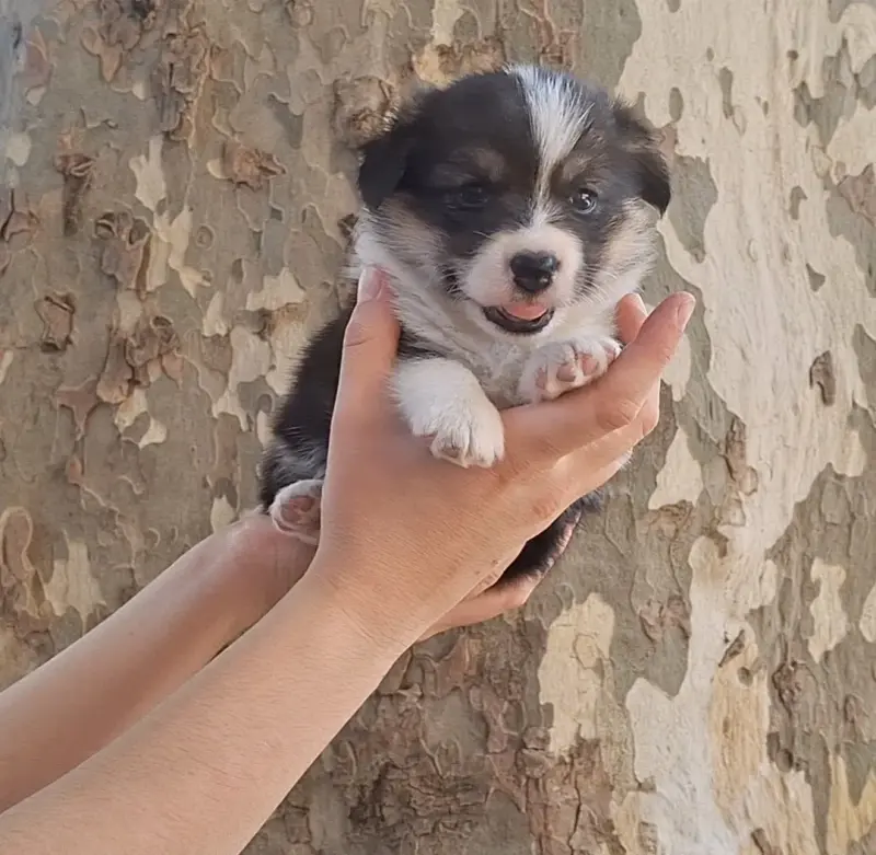 Chiot, Welsh corgi Pembroke, élevage Like an Evidence