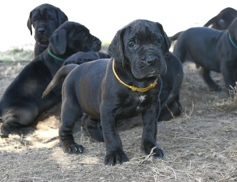 Collier Jaune, Dogue allemand, élevage Du Domaine de Tulya