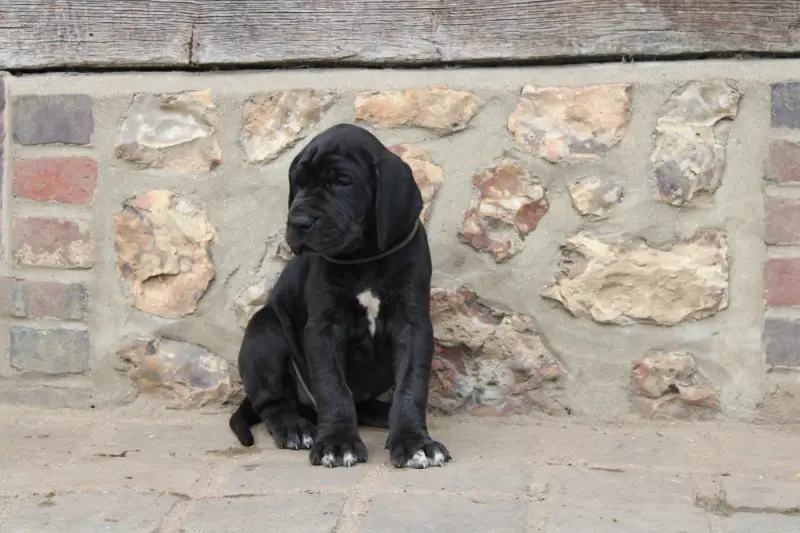 Portée de Dogue allemand, élevage Du Domaine de Tulya