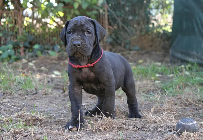 Collier Rouge, Dogue allemand, élevage Du Domaine de Tulya