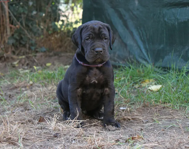 Collier Violet, Dogue allemand, élevage Du Domaine de Tulya