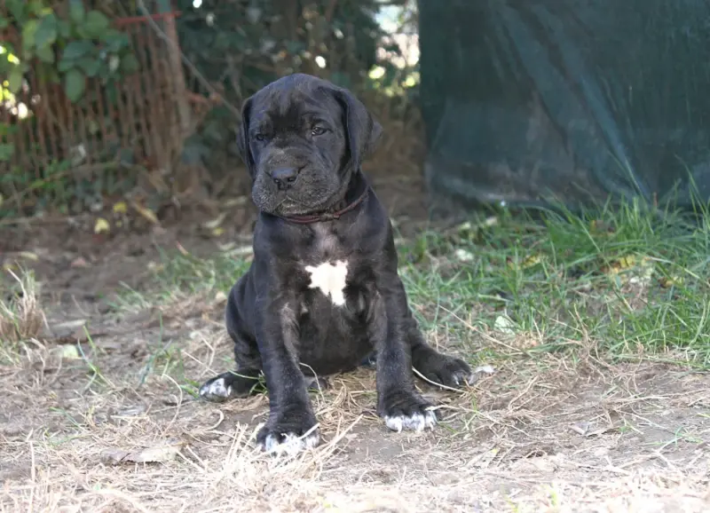 Collier Bordeaux, Dogue allemand, élevage Du Domaine de Tulya