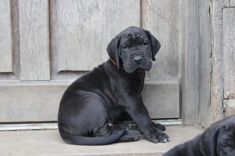 Portée de Dogue allemand, élevage Du Domaine de Tulya