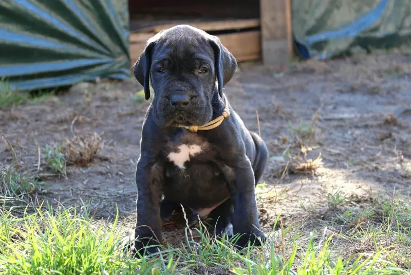 Collier Jaune pâle, Dogue allemand, élevage Du Domaine de Tulya