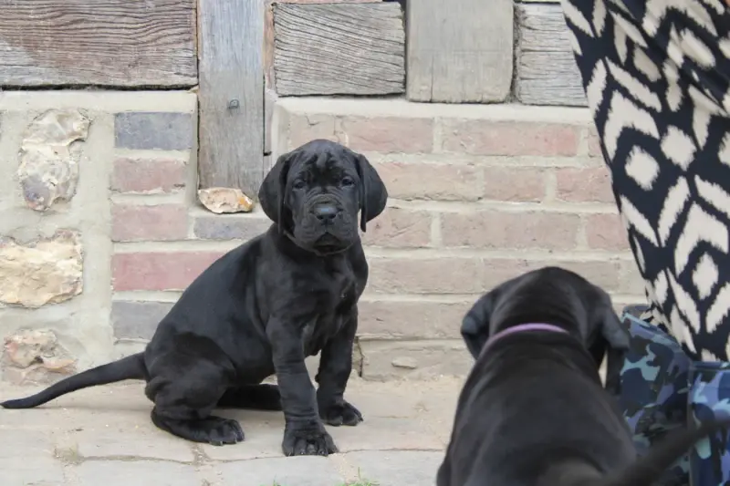 Portée de Dogue allemand, élevage Du Domaine de Tulya