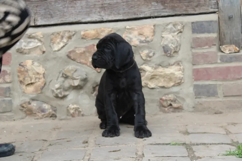 Portée de Dogue allemand, élevage Du Domaine de Tulya