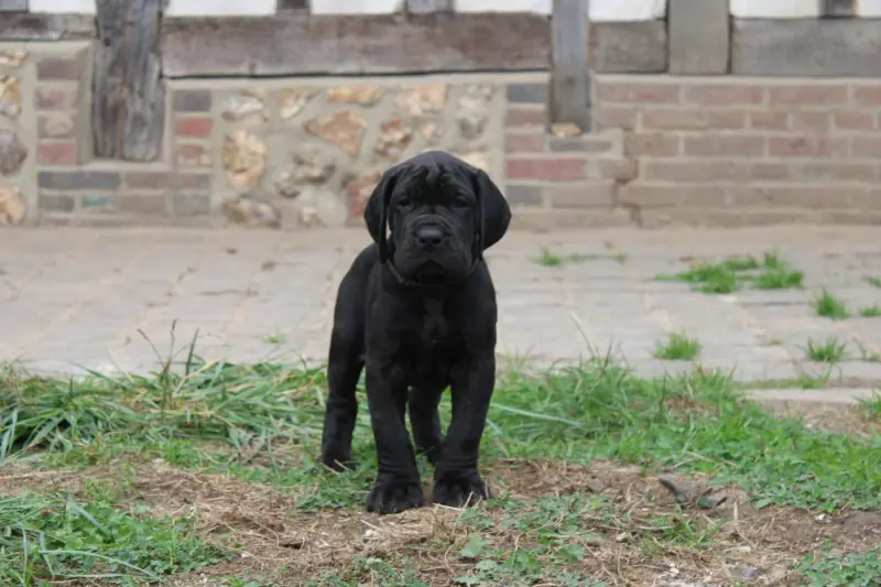 Portée de Dogue allemand, élevage Du Domaine de Tulya