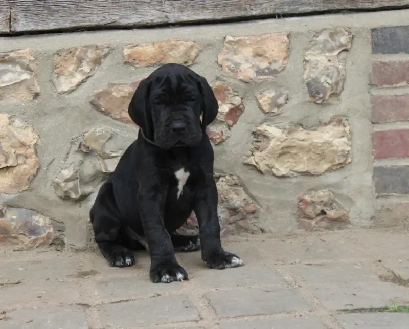 Portée de Dogue allemand, élevage Du Domaine de Tulya