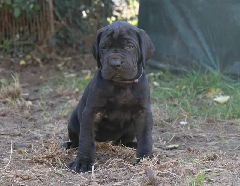 Collier marron, Dogue allemand, élevage Du Domaine de Tulya