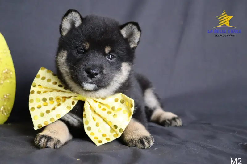 Portée de Shiba inu, élevage De la Belle Etoile du Saves