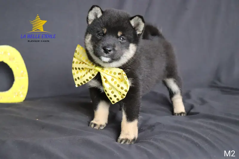 Portée de Shiba inu, élevage De la Belle Etoile du Saves