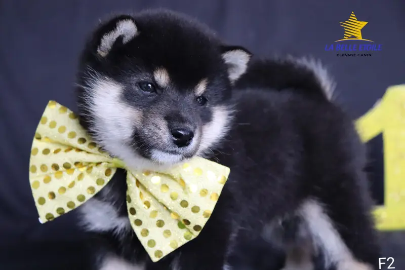 Portée de Shiba inu, élevage De la Belle Etoile du Saves