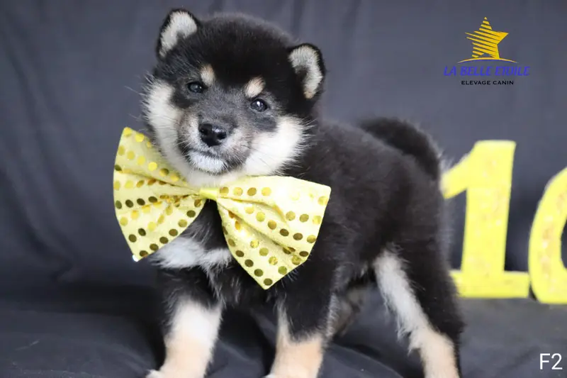 Portée de Shiba inu, élevage De la Belle Etoile du Saves