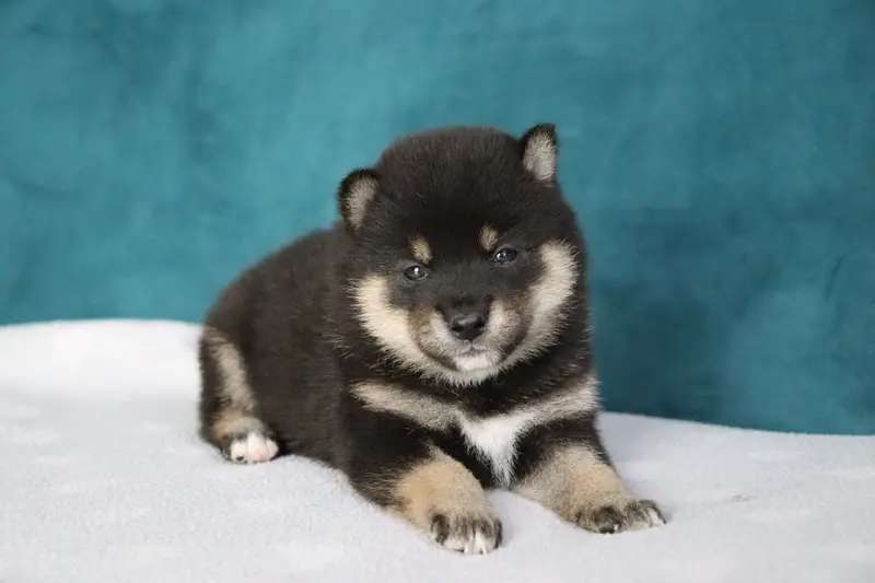 Portée de Shiba inu, élevage De la Belle Etoile du Saves