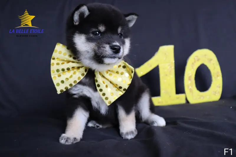 Femelle 1 -noire et feu, Shiba inu, élevage De la Belle Etoile du Saves