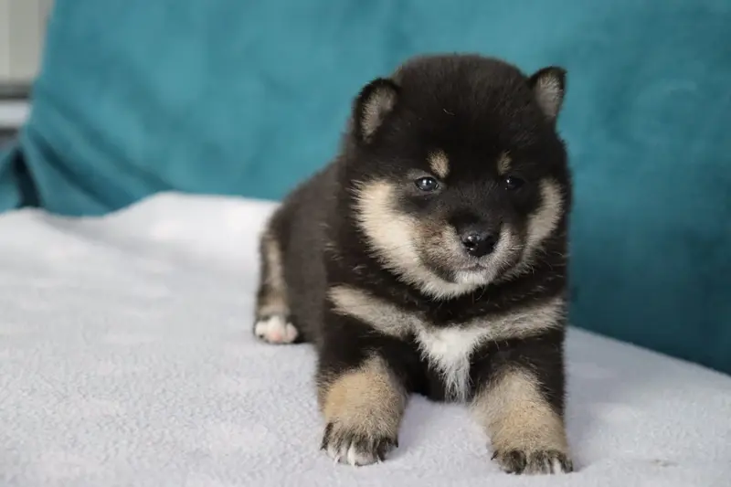 Portée de Shiba inu, élevage De la Belle Etoile du Saves