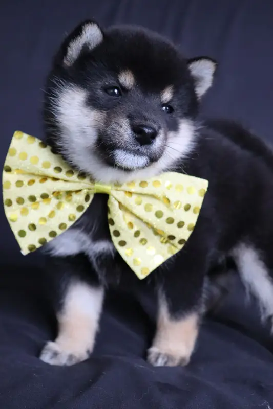 Femelle 2 -noire et feu, Shiba inu, élevage De la Belle Etoile du Saves