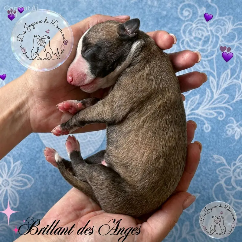 Brillant des Anges, Whippet, élevage Des Joyaux du Domenon