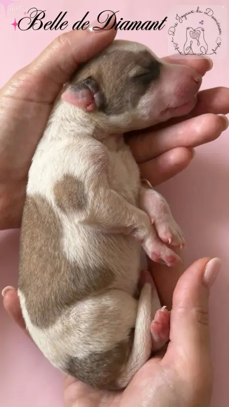 Belle de Diamant, Whippet, élevage Des Joyaux du Domenon