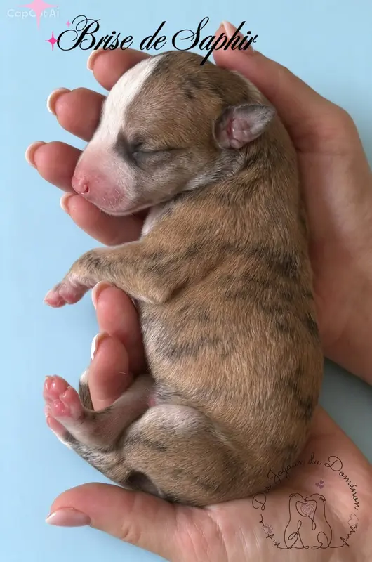 Brise de Saphir, Whippet, élevage Des Joyaux du Domenon