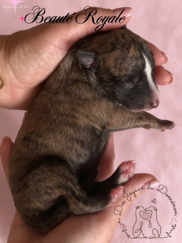 Beauté Royale, Whippet, élevage Des Joyaux du Domenon