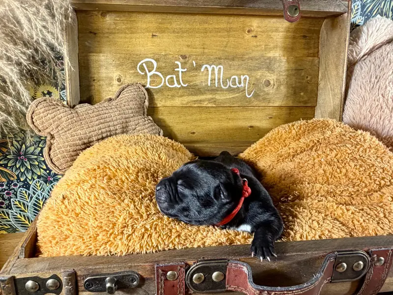 Bat Man, Staffordshire bull terrier, élevage Du Domaine des Falcos