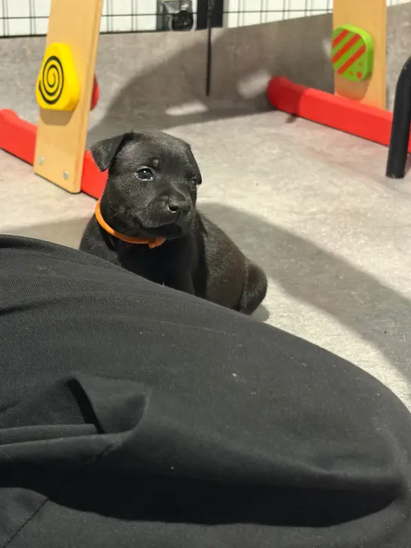 Big Orno, Staffordshire bull terrier, élevage Du Domaine des Falcos
