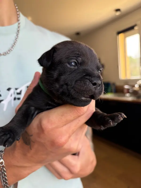 Bee Twine, Staffordshire bull terrier, élevage Du Domaine des Falcos