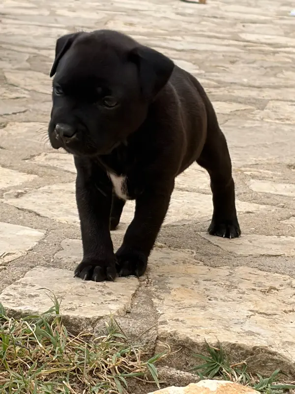 Bull d Ozer, Staffordshire bull terrier, élevage Du Domaine des Falcos