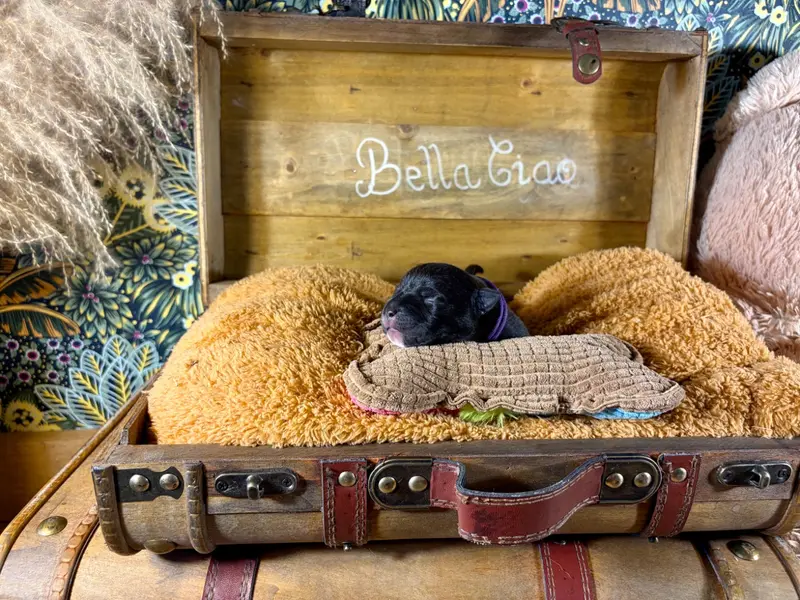Bella Ciao, Staffordshire bull terrier, élevage Du Domaine des Falcos