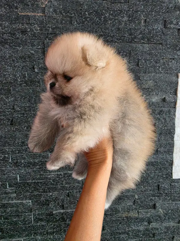 Brady, Spitz allemand, élevage Des Poms Poms Girls