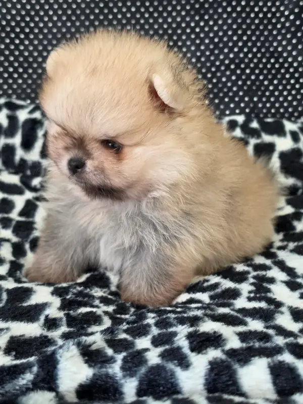 Portée de Spitz allemand, élevage Des Poms Poms Girls