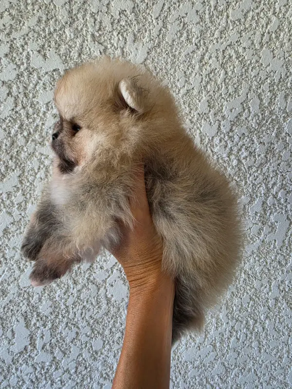 Portée de Spitz allemand, élevage Des Poms Poms Girls