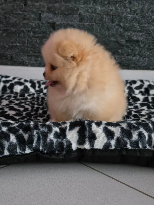 Portée de Spitz allemand, élevage Des Poms Poms Girls