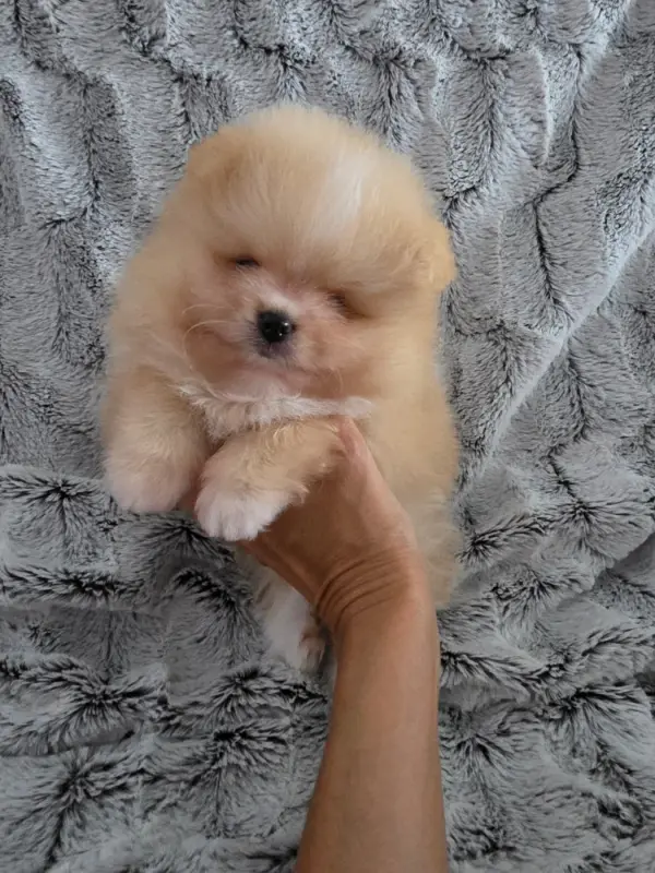 Bloom, Spitz allemand, élevage Des Poms Poms Girls