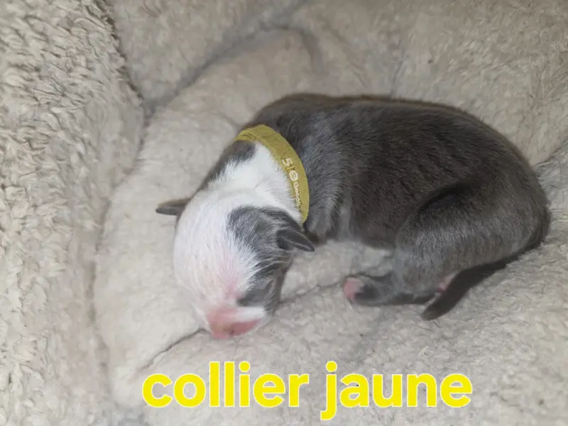 B..., American Staffordshire terrier, élevage Du Royaume de Tchikos
