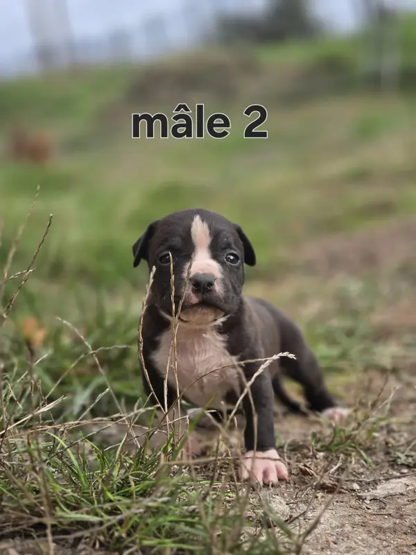 Portée de American Staffordshire terrier, élevage Du Royaume de Tchikos