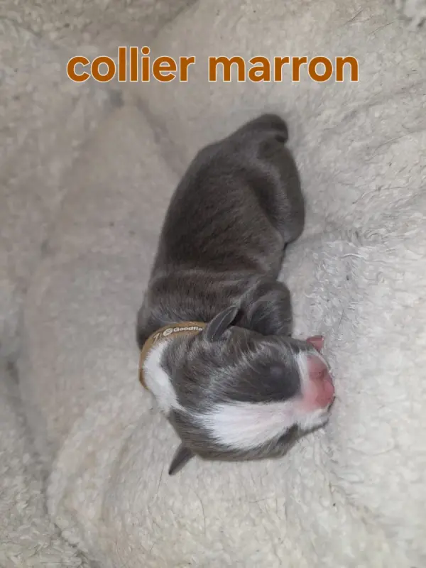 B-luz de luna, American Staffordshire terrier, élevage Du Royaume de Tchikos